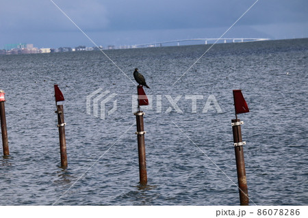 杭の上にとまる鳶とさざ波の湖面の琵琶湖と遠くにぼんやり見える琵琶湖大橋と街並みと冬空の風景 86078286