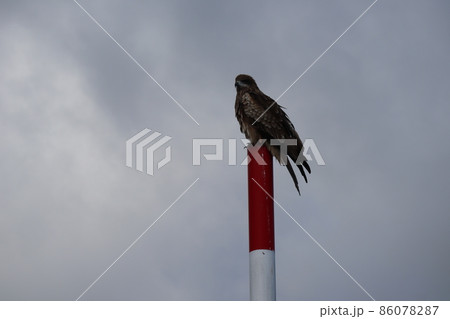 雲の冬空とポールにとまる1羽の鳶のいる風景 雲の冬空とポールにとまる1羽の鳶のいる風景 86078287