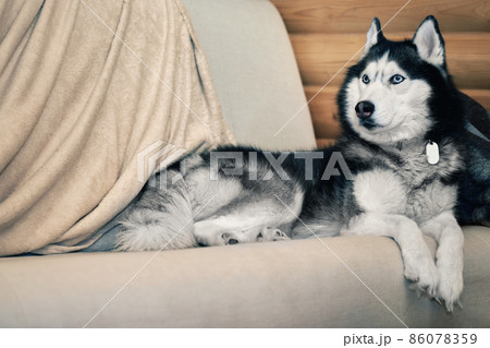 Husky dog imposing lies on the couch Husky dog imposing lies on the couch 86078359