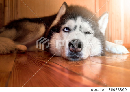 Siberian husky dog resting indoors, close-up sunny portrait Siberian husky dog resting indoors, close-up sunny portrait 86078360
