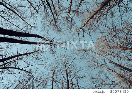 Low angle view of winter forest at Seoul Forest Park in Seoul, Korea 86078439