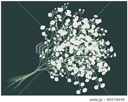 カスミソウ　かすみ草 86078446