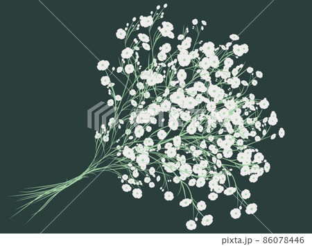 カスミソウ　かすみ草 86078446