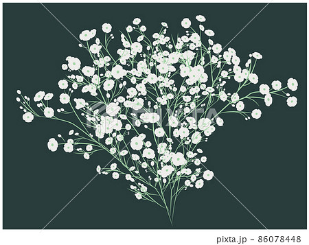 カスミソウ かすみ草 カスミソウ かすみ草 86078448