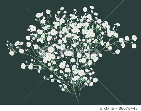 カスミソウ かすみ草のイラスト素材 [86078448] - PIXTA