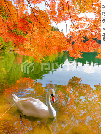 山梨_南伊奈ヶ湖の紅葉絶景 86078542