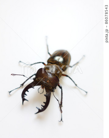 ミヤマクワガタ　クワガタムシ 86078543