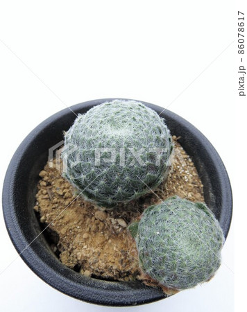 キリオスム ボリシー キリオスム ボリシー 86078617