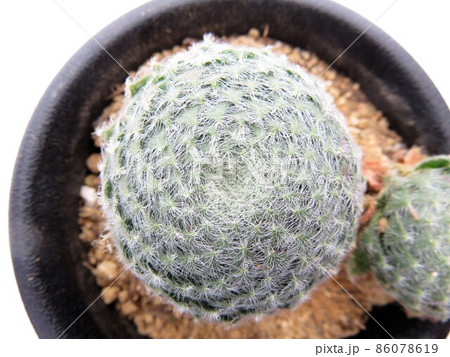 キリオスム ボリシー キリオスム ボリシー 86078619