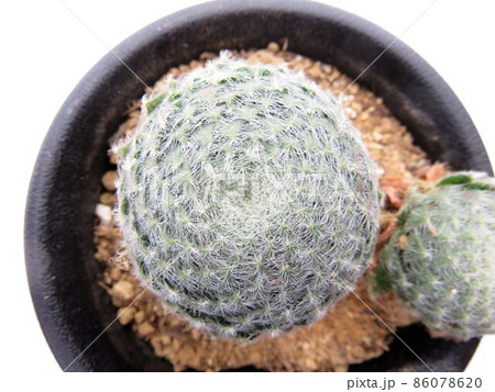 キリオスム ボリシー キリオスム ボリシー 86078620