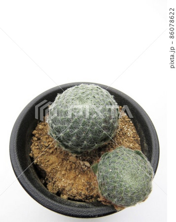 キリオスム ボリシー キリオスム ボリシー 86078622