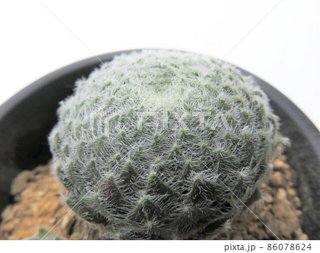 キリオスム ボリシー キリオスム ボリシー 86078624