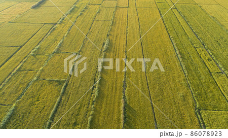 Aerial view of the rice field from drone Aerial view of the rice field from drone 86078923