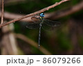 ネアカヨシヤンマの休憩 ネアカヨシヤンマの休憩 86079266