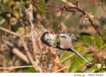 ぬいぐるみのように見える可愛い野鳥のエナガ 86079300