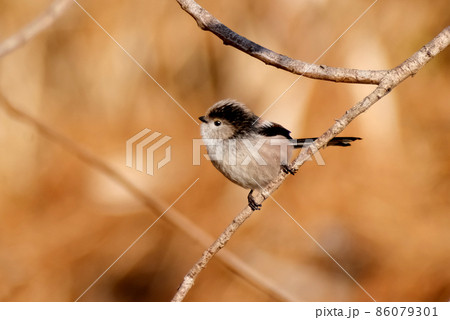 ぬいぐるみのように見える可愛い野鳥のエナガ 86079301