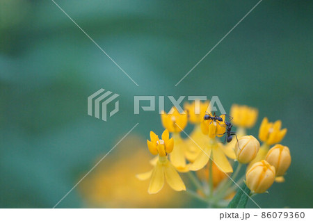 キバナトウワタに採蜜に来た蟻　仕事中①　2匹 86079360