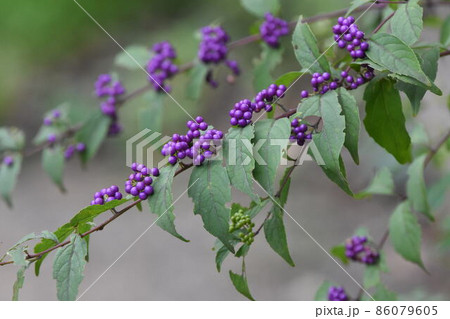 コムラサキ 86079605