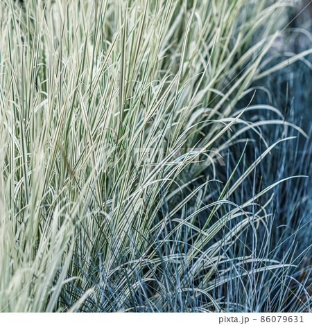 Decorative blue grass and white green striped. Blue Fescue and Arrhenatherum elatius bulbosum variegatum. Natural background Decorative blue grass and white green striped. Blue Fescue and Arrhenatherum elatius bulbosum variegatum. Natural background 86079631