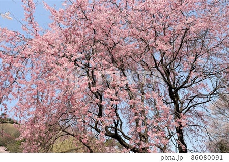 青空から降り注いでくるような八重紅しだれ桜の写真素材