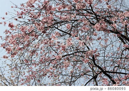 青空をバックに桜のピンク色がかわいい 86080093