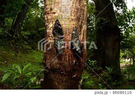 2頭のスミナガシ 86080110