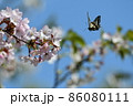 青空に桜とアゲハ 青空に桜とアゲハ 86080111
