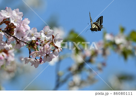 青空に桜とアゲハ 青空に桜とアゲハ 86080111