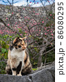 世界遺産の城壁と寒緋桜の前に佇む猫 86080295