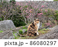 世界遺産の城壁と寒緋桜の前に佇む猫 86080297