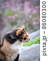 世界遺産の城壁と寒緋桜の前に佇む猫 86080300