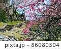 今帰仁城跡の日本で一番早く咲く寒緋桜 86080304