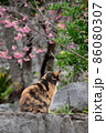 世界遺産の城壁と寒緋桜の前に佇む猫 86080307