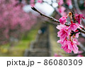 今帰仁城跡の日本で一番早く咲く寒緋桜 86080309