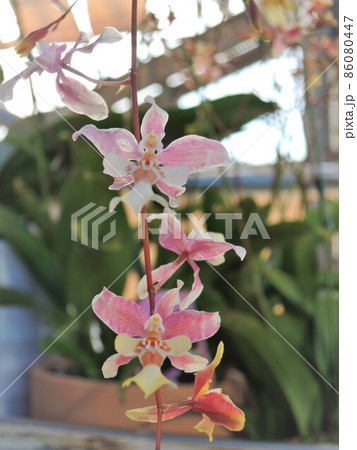 オンシジューム(オンシジウム)Oncidium オンシジューム(オンシジウム)Oncidium 86080447