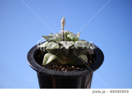 多肉植物　ピクタ　ハオルチアピクタ　ハオルシア 86080809
