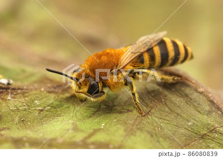 Closeup of a Bare-saddled Colletes similis cleaning of it's face , on a dried up leaf Closeup of a Bare-saddled Colletes similis cleaning of it's face , on a dried up leaf 86080839