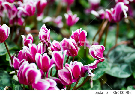 Cyclamen , Cyclamen persicum Mill or Primulaceae 86080986