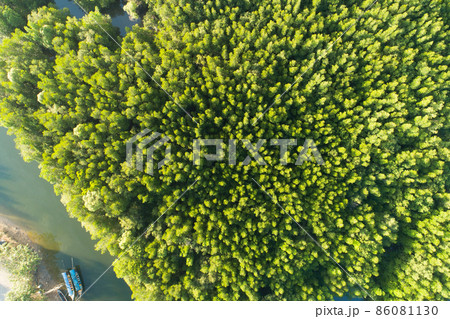 Amazing abundant mangrove forest Aerial view of forest trees Rainforest ecosystem and healthy environment background Texture of green trees forest top down High angle view Amazing abundant mangrove forest Aerial view of forest trees Rainforest ecosystem and healthy environment background Texture of green trees forest top down High angle view 86081130