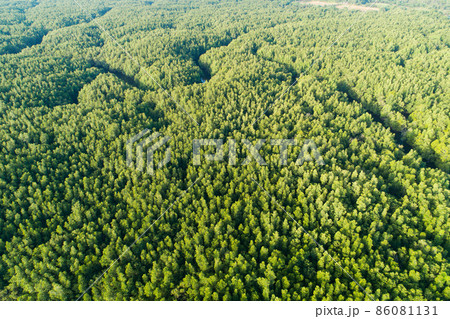 Amazing abundant mangrove forest Aerial view of forest trees Rainforest ecosystem and healthy environment background Texture of green trees forest top down High angle view Amazing abundant mangrove forest Aerial view of forest trees Rainforest ecosystem and healthy environment background Texture of green trees forest top down High angle view 86081131