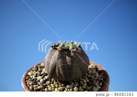 多肉植物 オベサ ユーフォルビア 多肉植物 オベサ ユーフォルビア 86081163