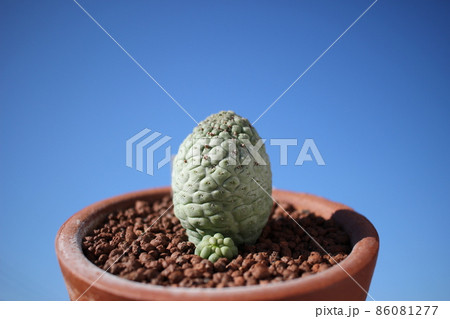 仏頭玉 綴化（ラリレアキア・カクティフォルメ）｜多肉植物、ガガイモ