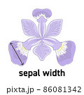 アヤメの花のガクの幅の図示 86081342