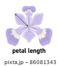 アヤメの花の花びらの長さの図示 86081343