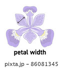 アヤメの花の花びらの幅の図示 86081345