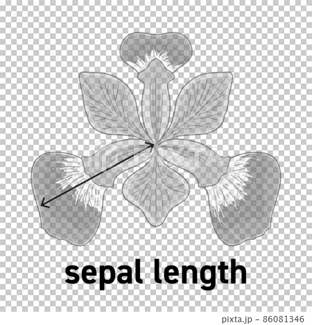Illustration of the length of the iris flower gaku Illustration of the length of the iris flower gaku 86081346