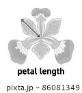 アヤメの花の花びらの長さの図示 86081349