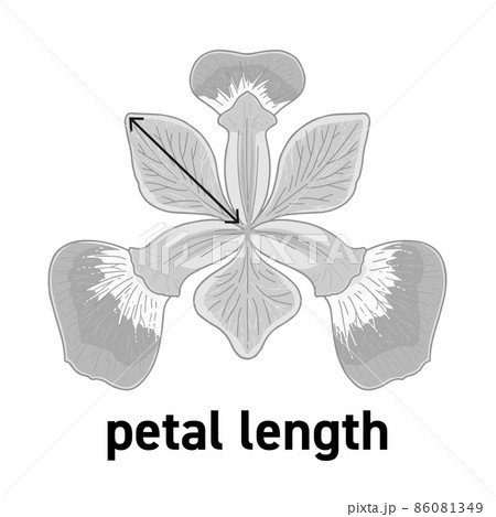 アヤメの花の花びらの長さの図示 86081349
