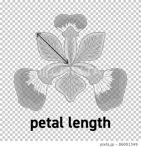 アヤメの花の花びらの長さの図示 86081349