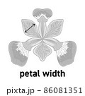 アヤメの花の花びらの幅の図示 86081351